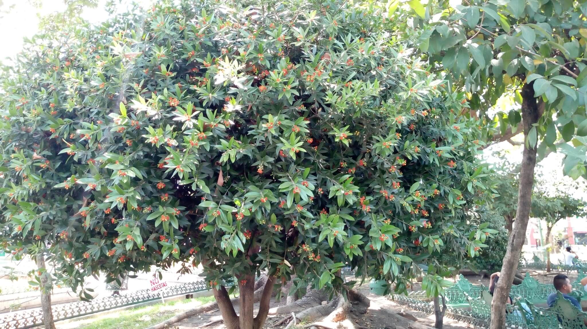 Bonellia macrocarpa 